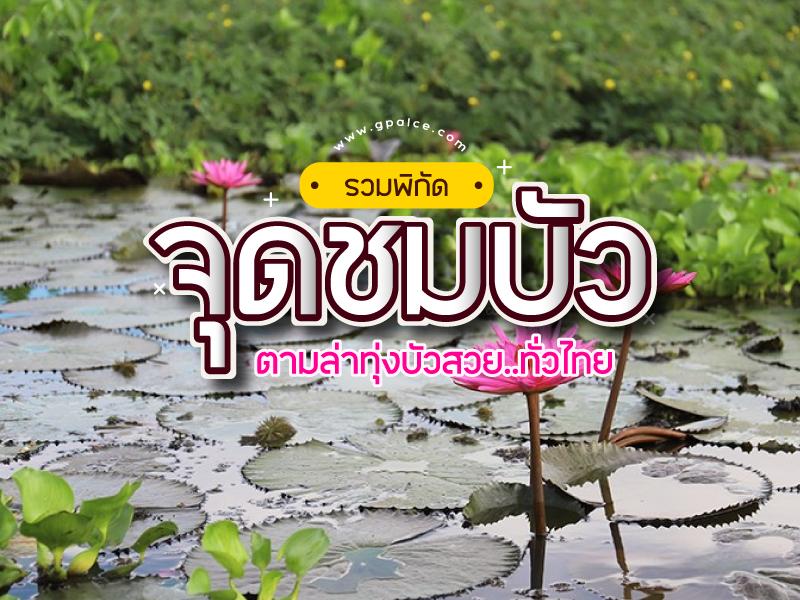 รวมพิกัด จุดชมบัว ทั่วไทย